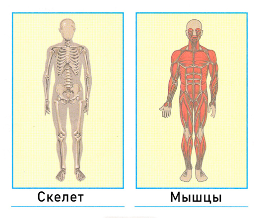 ГДЗ по окружающему миру 3 класс рабочая тетрадь Плешаков, страница 62, номер 1