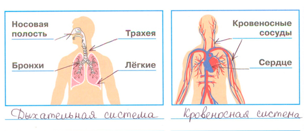 ГДЗ по окружающему миру 3 класс рабочая тетрадь Плешаков, страница 66, номер 1
