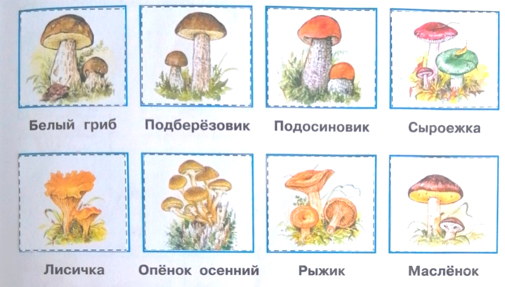 Рабочая тетрадь Плешаков 1 часть. Окружающий мир 4 класс. Страница 69. Задание 3